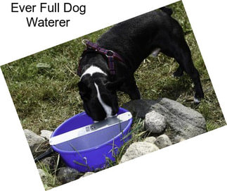 Ever Full Dog Waterer