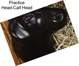 Practice Head-Calf Head