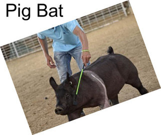 Pig Bat