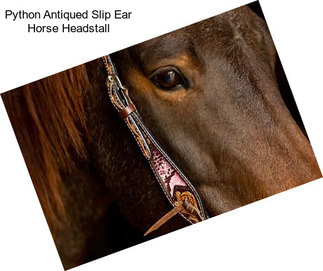 Python Antiqued Slip Ear Horse Headstall