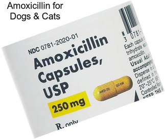 Amoxicillin for Dogs & Cats