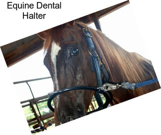 Equine Dental Halter