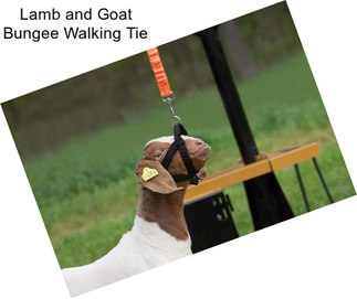 Lamb and Goat Bungee Walking Tie