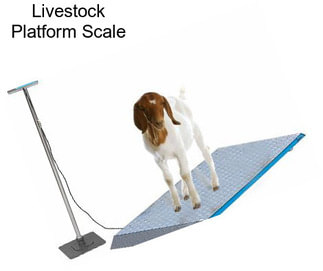 Livestock Platform Scale