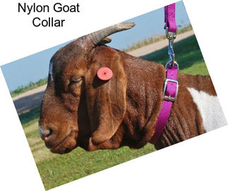 Nylon Goat Collar