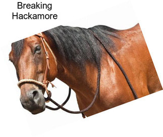 Breaking Hackamore