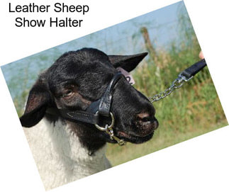 Leather Sheep Show Halter