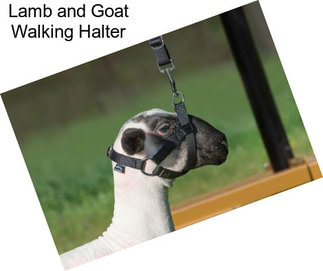 Lamb and Goat Walking Halter