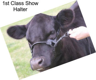 1st Class Show Halter