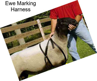 Ewe Marking Harness