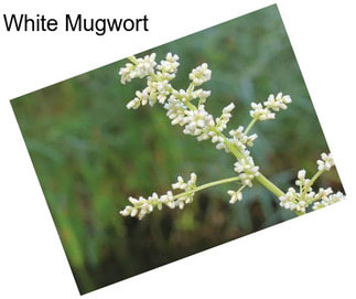 White Mugwort