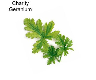 Charity Geranium