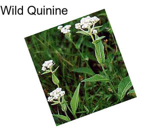 Wild Quinine