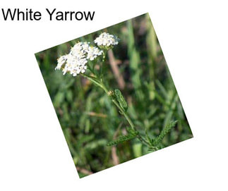 White Yarrow