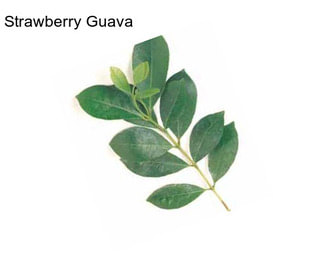 Strawberry Guava