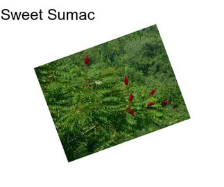 Sweet Sumac