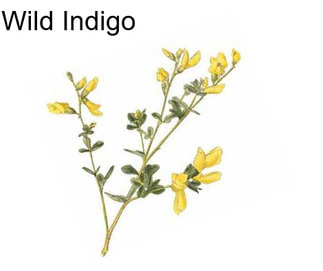 Wild Indigo