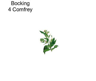 Bocking 4 Comfrey