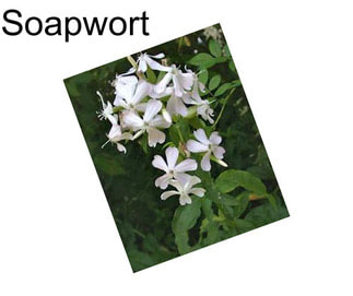 Soapwort