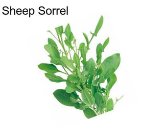 Sheep Sorrel