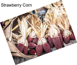 Strawberry Corn