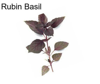 Rubin Basil