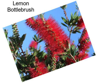 Lemon Bottlebrush