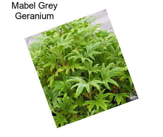 Mabel Grey Geranium