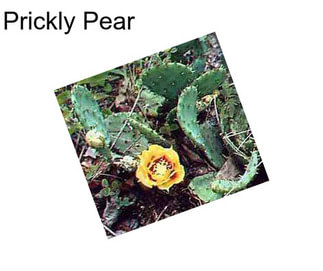 Prickly Pear