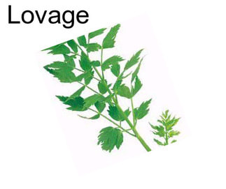 Lovage