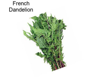 French Dandelion