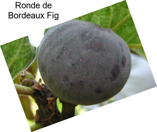 Ronde de Bordeaux Fig