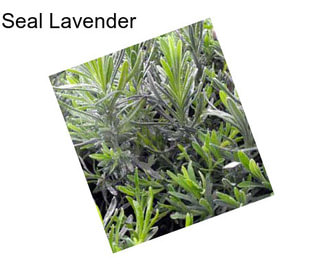 Seal Lavender