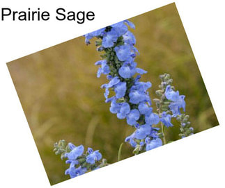 Prairie Sage