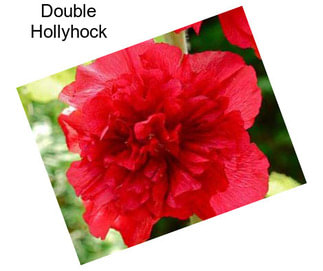 Double Hollyhock