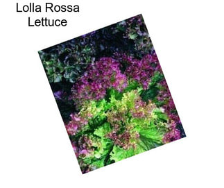 Lolla Rossa Lettuce