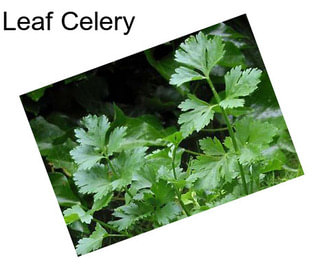 Leaf Celery