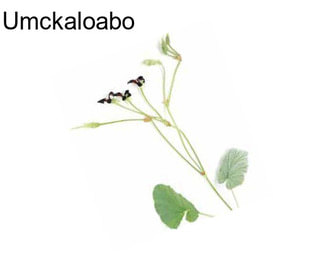 Umckaloabo