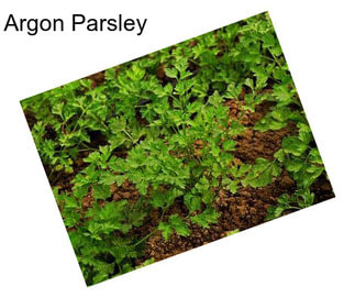 Argon Parsley