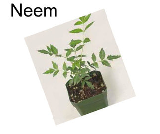 Neem