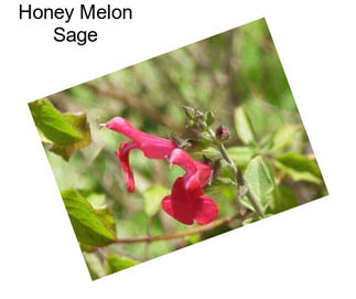 Honey Melon Sage