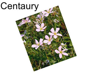 Centaury