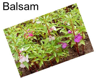 Balsam