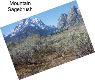 Mountain Sagebrush