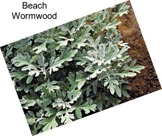 Beach Wormwood