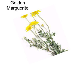 Golden Marguerite