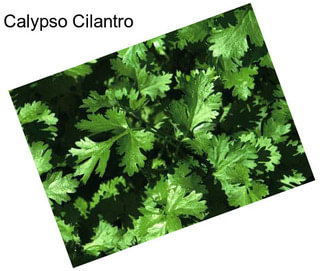 Calypso Cilantro