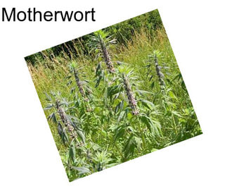 Motherwort