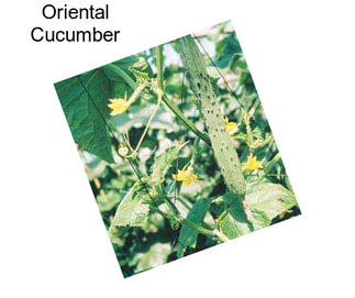 Oriental Cucumber