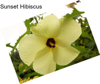 Sunset Hibiscus